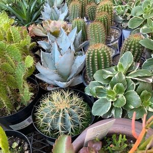 Meet your Posher, Emmy